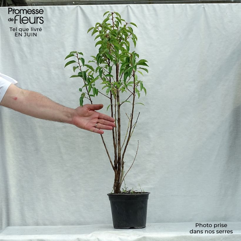 Exemplaar van Prunus lusitanica - Portugese laurier Pot van 3 l/4 l zoals geleverd in de zomer