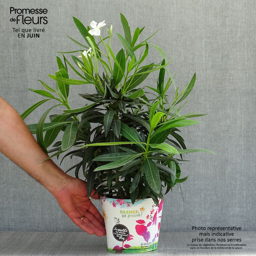 Exemplaar van Nerium oleander Alsace - Oleander Pot van 3 l/4 l, Struik zoals geleverd in de zomer