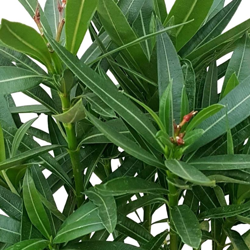 Nerium oleander Angiolo Pucci - Oleander (Foliage)