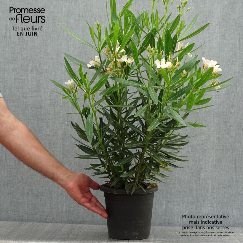 Exemplaar van Nerium oleander Angiolo Pucci - Oleander Pot van 3 l/4 l, Struik zoals geleverd in de zomer