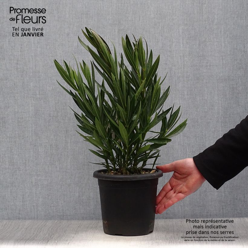 Example of Laurier rose Angiolo Pucci - Nerium oleander Pot van 3 l/4 l as you get in hiver