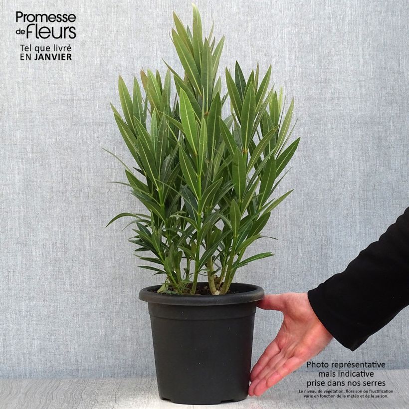 Example of Laurier rose Emilie - Nerium oleander Pot van 3 l/4 l as you get in hiver