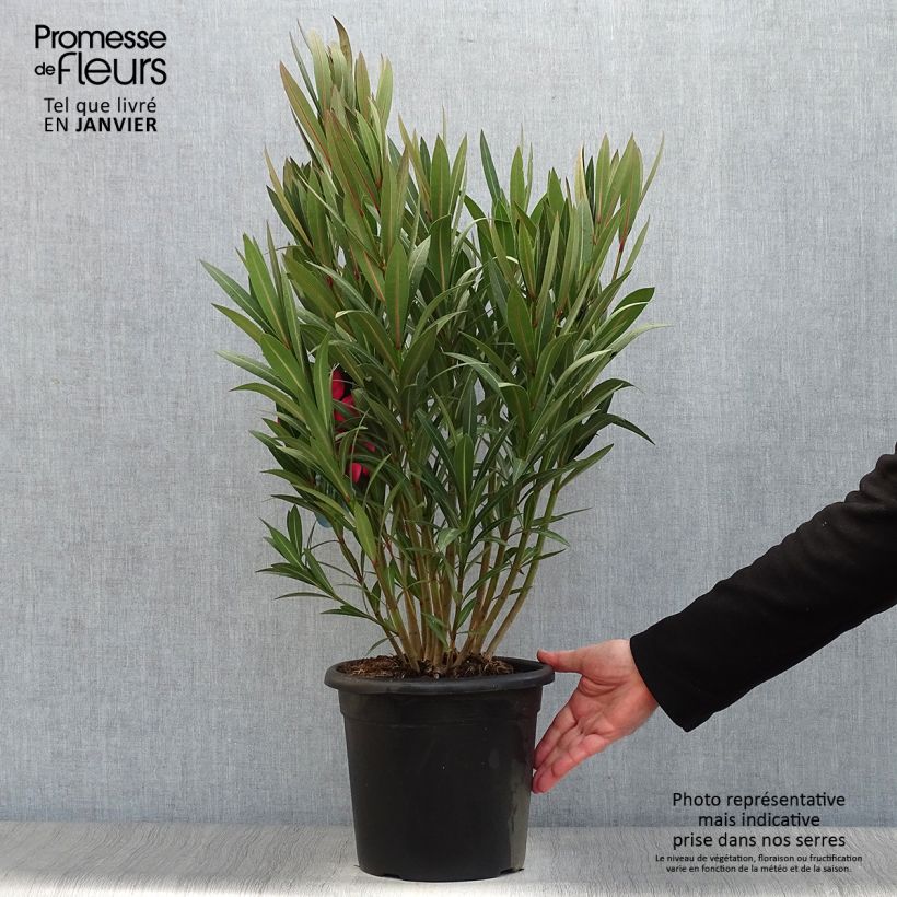 Example of Laurier rose Italia - Nerium oleander Pot van 3 l/4 l as you get in hiver