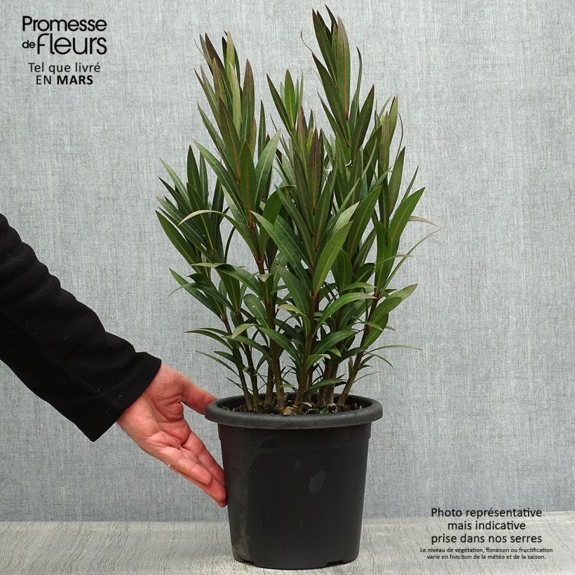 Exemplaar van Nerium oleander Italia - Oleander Pot van 3 l/4 l, Struik zoals geleverd in de lente