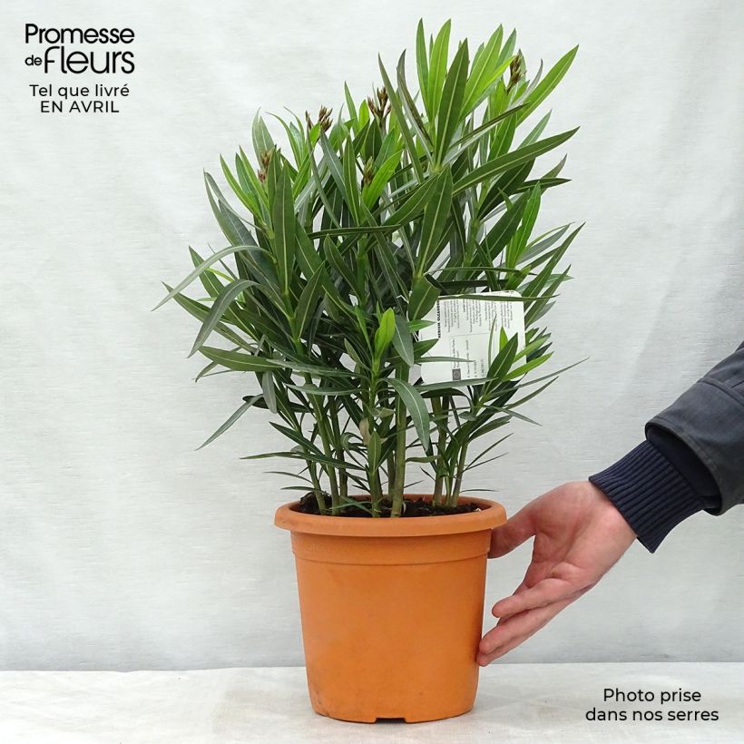 Exemplaar van Nerium oleander Jannoch - Rozenlaurier Pot van 3 l/4 l, Struik zoals geleverd in de lente