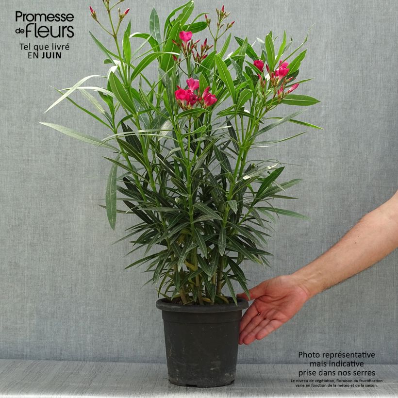 Exemplaar van Nerium oleander Jannoch - Rozenlaurier Pot van 3 l/4 l, Struik zoals geleverd in de zomer