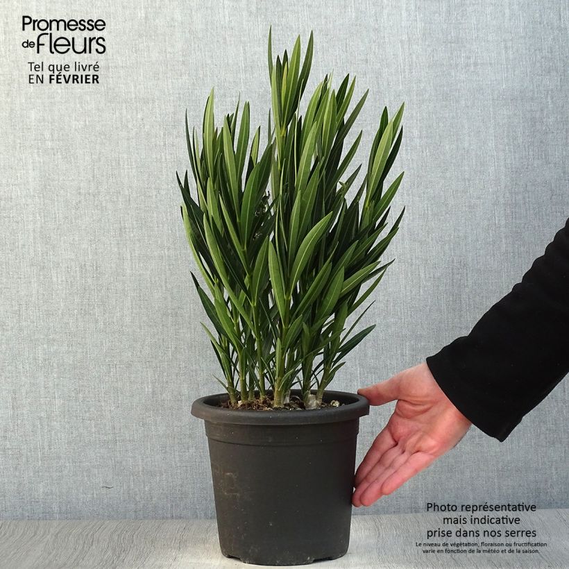 Example of Laurier rose Luteum Plenum - Nerium oleander Pot van 3 l/4 l as you get in hiver