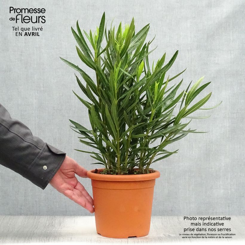 Exemplaar van Nerium oleander Luteum Plenum - Oleander Pot van 3 l/4 l, Struik zoals geleverd in de lente