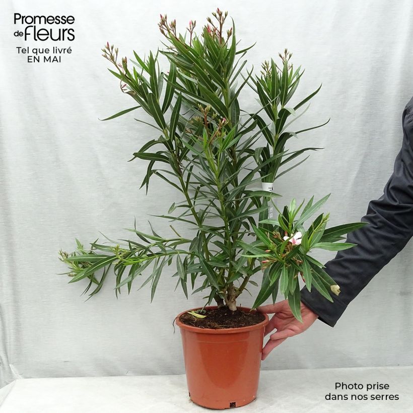 Exemplaar van Nerium oleander Roze - Oleander Pot van 6 l/7 l zoals geleverd in de lente