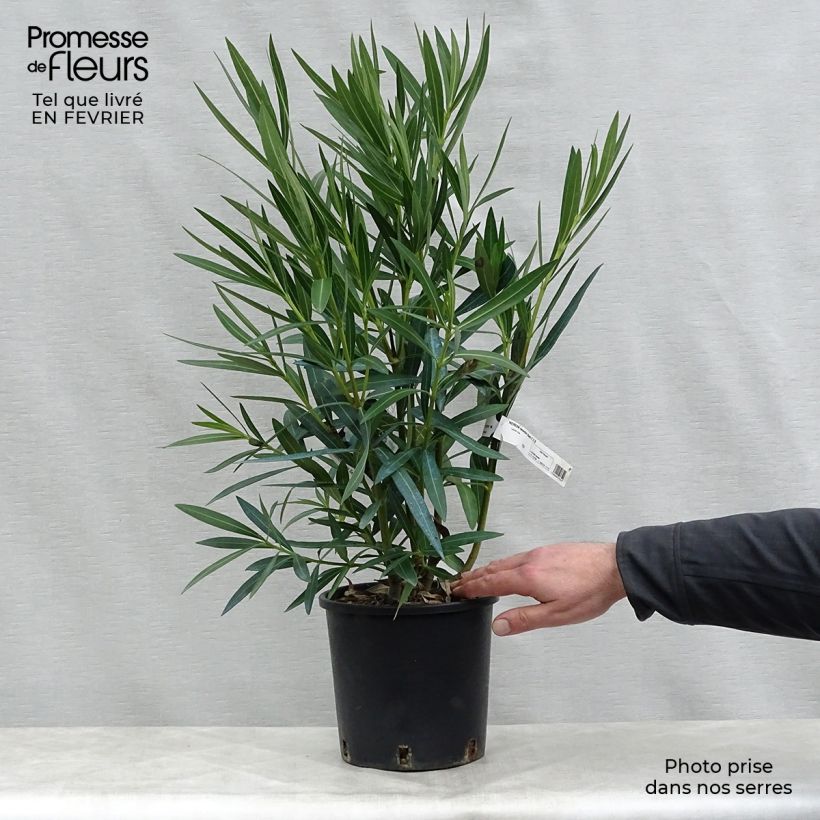 Example of Laurier rose - Nerium oleander Blanc Pot van 2 l/3 l as you get in hiver