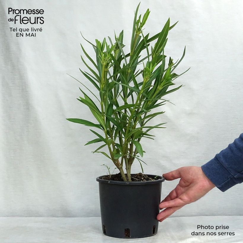 Exemplaar van Nerium oleander Wit - Oleander Pot van 2 l/3 l, Struik zoals geleverd in de lente