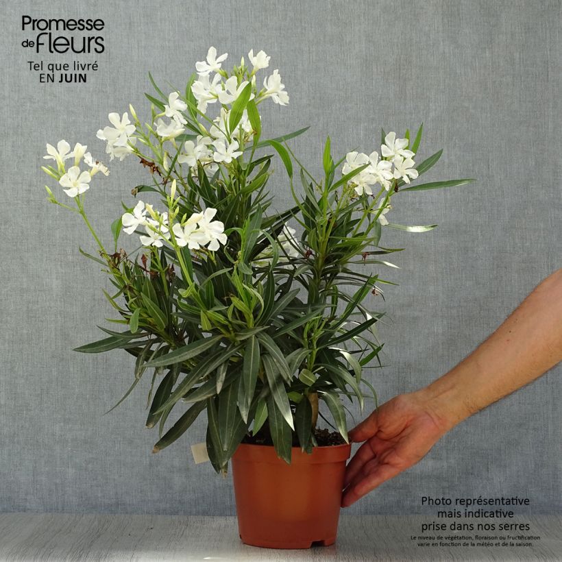Exemplaar van Nerium oleander Wit - Oleander Pot van 2 l/3 l, Struik zoals geleverd in de zomer
