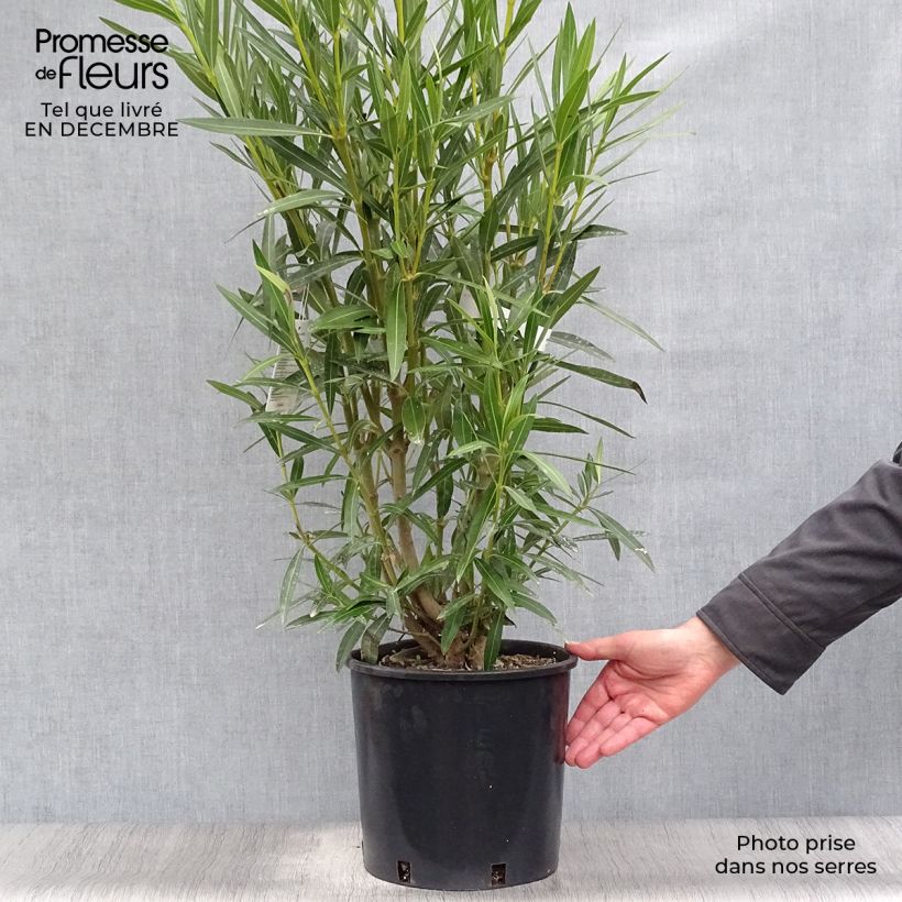 Example of Laurier rose - Nerium oleander Blanc Pot van 6 l/7 l as you get in hiver