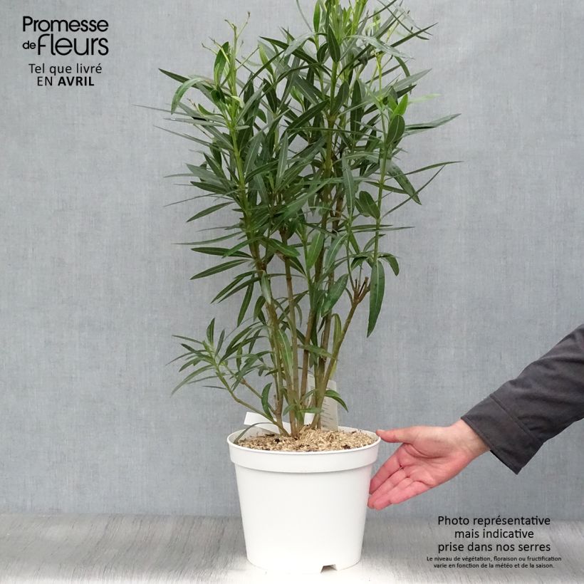 Exemplaar van Nerium oleander Wit - Oleander Pot van 6 l/7 l zoals geleverd in de lente