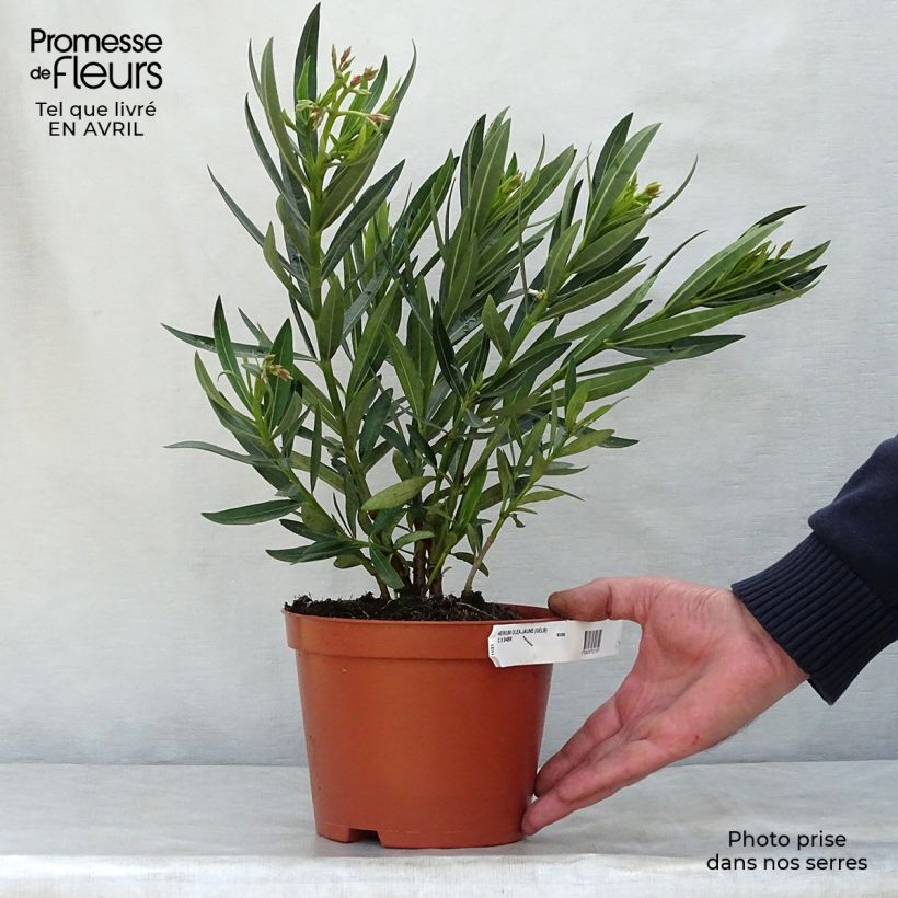 Exemplaar van Nerium oleander Geel - Rozenlaurier Pot van 2 l/3 l, Struik zoals geleverd in de lente