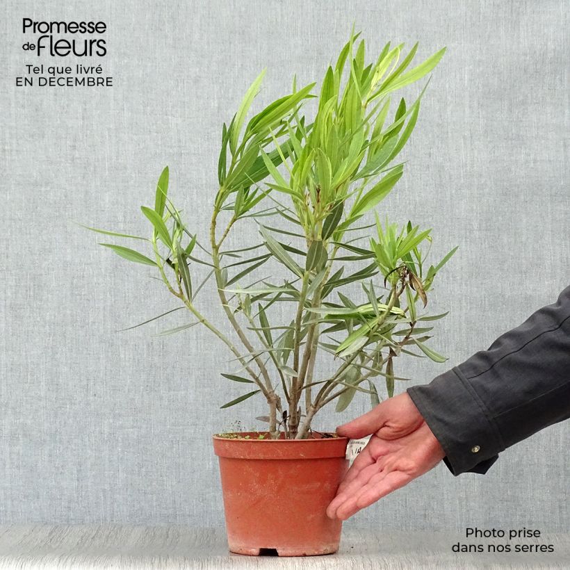 Example of Laurier rose - Nerium oleander Jaune Pot van 2 l/3 l as you get in hiver