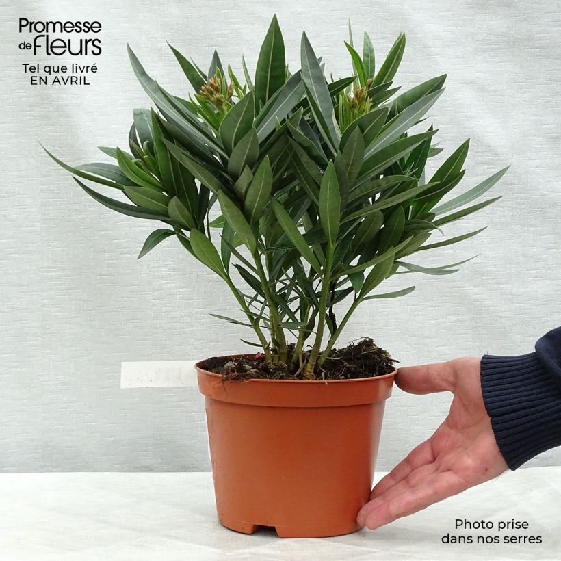 Exemplaar van Iris germanica Fashion Statement - Baardiris Kweekpotje van 8/9 cm zoals geleverd in de lente