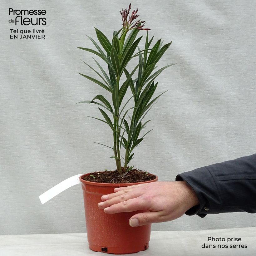 Example of Laurier rose - Nerium oleander Rouge Simple Pot van 2 l/3 l as you get in hiver