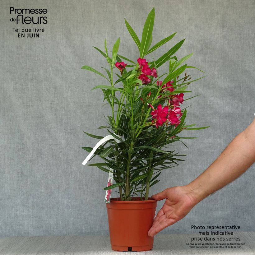 Exemplaar van Nerium oleander Rood Simple - Oleander Pot van 2 l/3 l, Struik zoals geleverd in de zomer