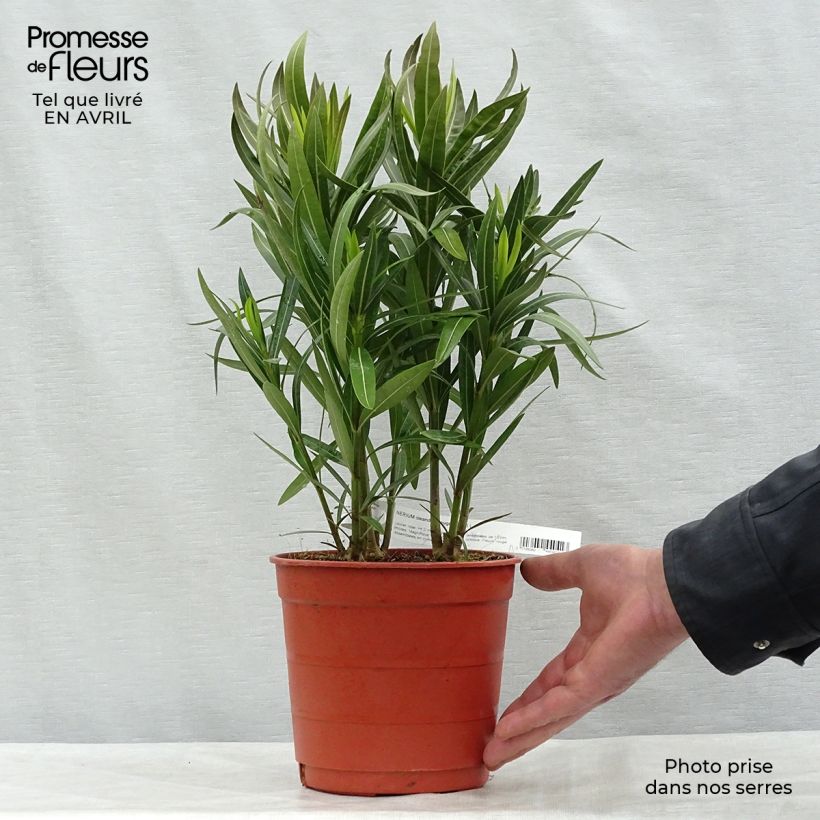 Exemplaar van Nerium oleander Rood Simple - Oleander Pot van 2 l/3 l, Struik zoals geleverd in de lente
