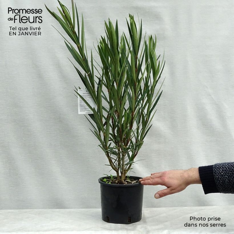 Example of Laurier rose - Nerium oleander Saumon Pot van 2 l/3 l as you get in hiver