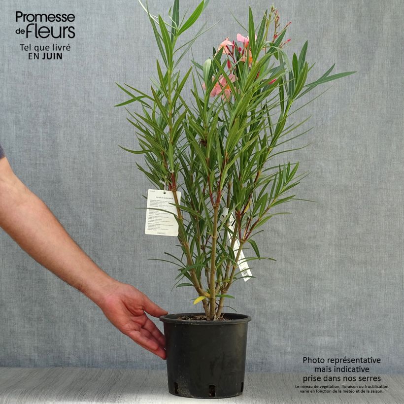 Exemplaar van Nerium oleander Zalm - Rozenlaurier Pot van 2 l/3 l, Struik zoals geleverd in de zomer