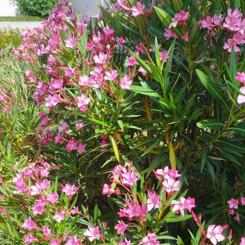 Nerium oleander Roze - Oleander (Groeiplaats)
