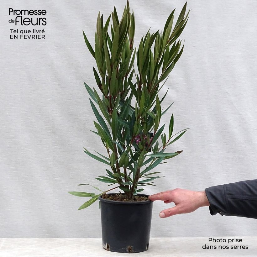 Example of Laurier rose - Nerium oleander Rose Pot van 2 l/3 l as you get in hiver