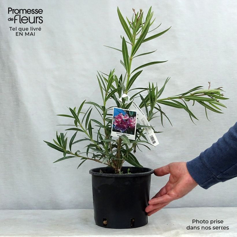 Exemplaar van Nerium oleander Roze - Oleander Pot van 2 l/3 l zoals geleverd in de lente