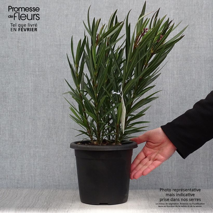 Example of Laurier rose Papa Gambetta - Nerium oleander Pot van 2 l/3 l as you get in hiver