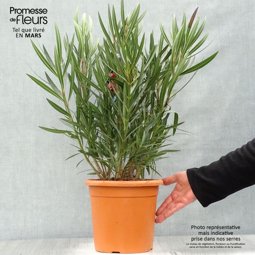 Exemplaar van Nerium oleander Papa Gambetta - Rozenlaurier Pot van 7,5 l/10 l zoals geleverd in de lente