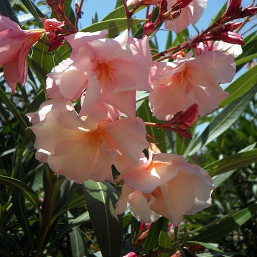 Nerium oleander Provence - Oleander (Flowering)