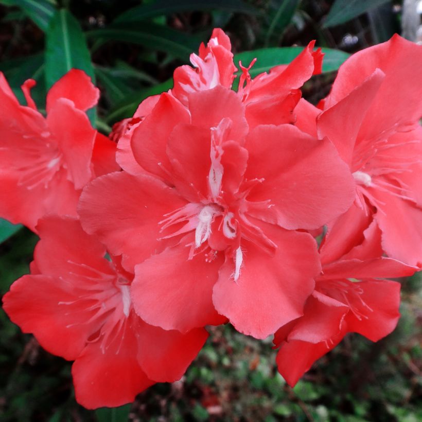 Nerium oleander Scarlet Beauty - Rozenlaurier (Flowering)