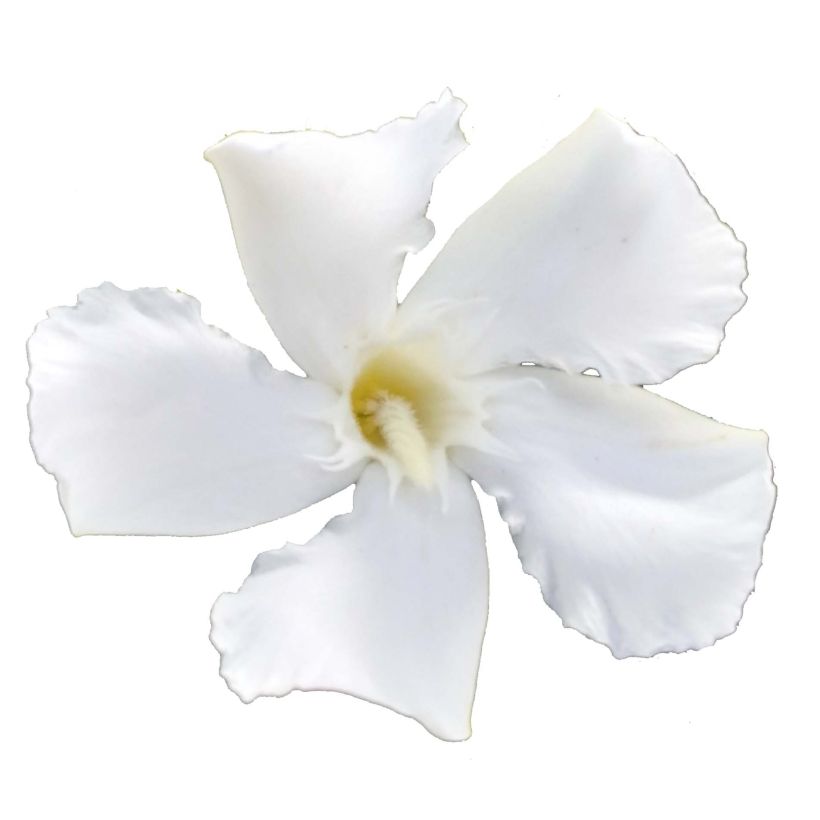 Nerium oleander Soeur Agnes - Rozenlaurier (Flowering)