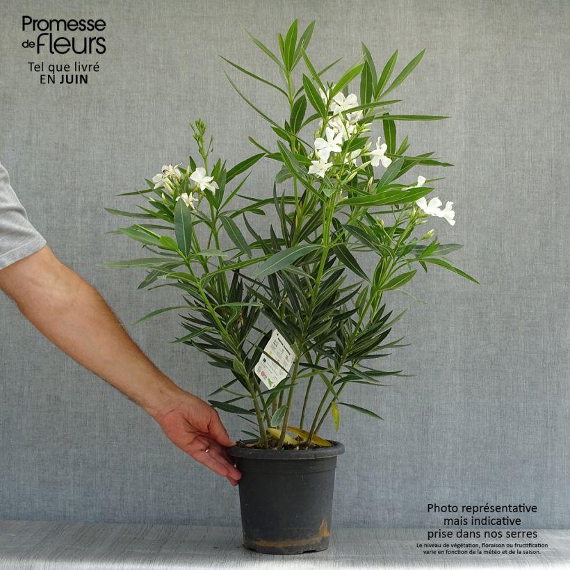 Exemplaar van Nerium oleander Soeur Agnes - Rozenlaurier Pot van 3 l/4 l, Struik zoals geleverd in de zomer