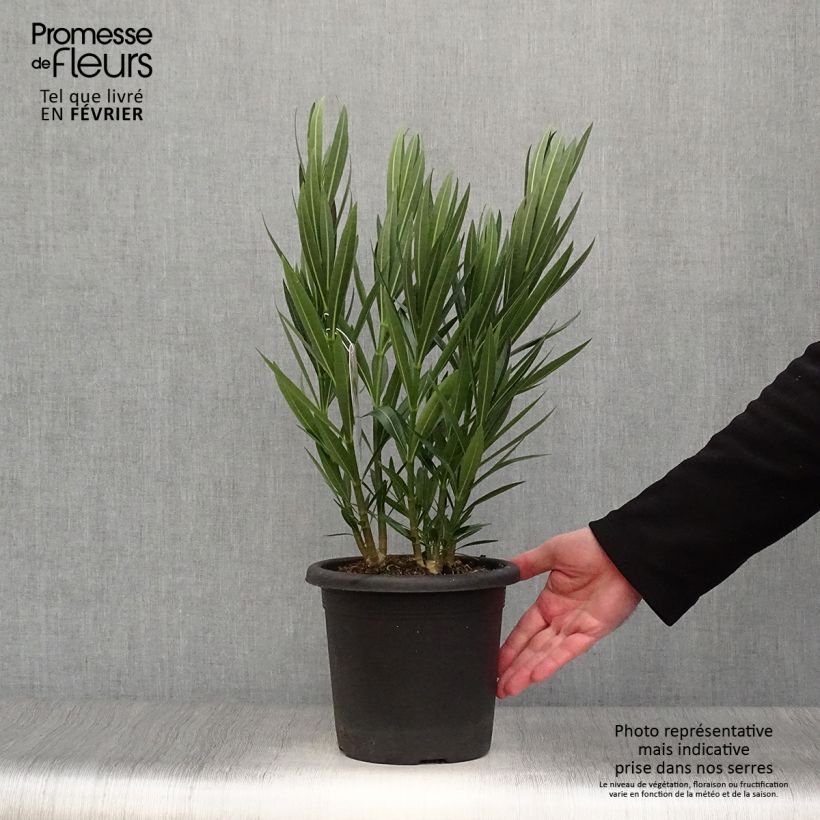 Example of Laurier rose Soeur Agnes - Nerium oleander Pot van 3 l/4 l as you get in hiver