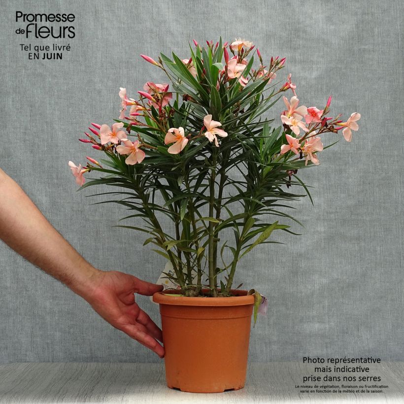 Exemplaar van Nerium oleander Soleil Levant - Oleander Pot van 3 l/4 l, Struik zoals geleverd in de zomer