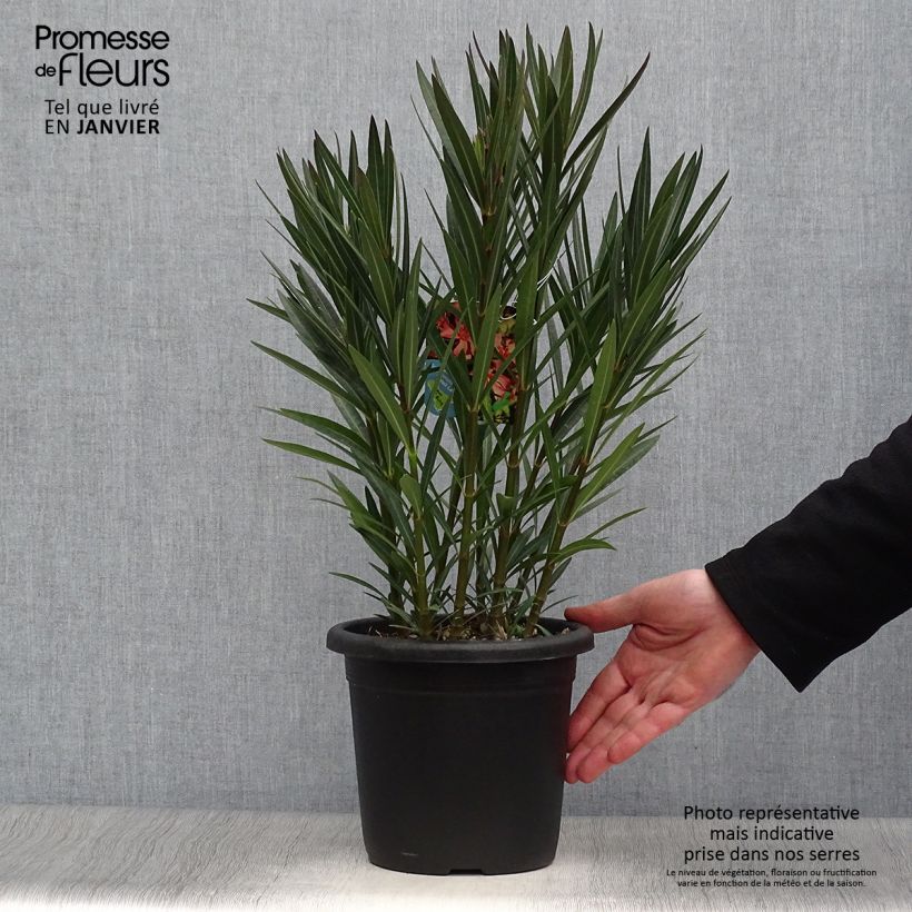 Example of Laurier rose Soleil Levant - Nerium oleander Pot van 3 l/4 l as you get in hiver
