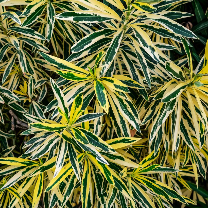 Nerium oleander Variegata - Rozenlaurier (Foliage)