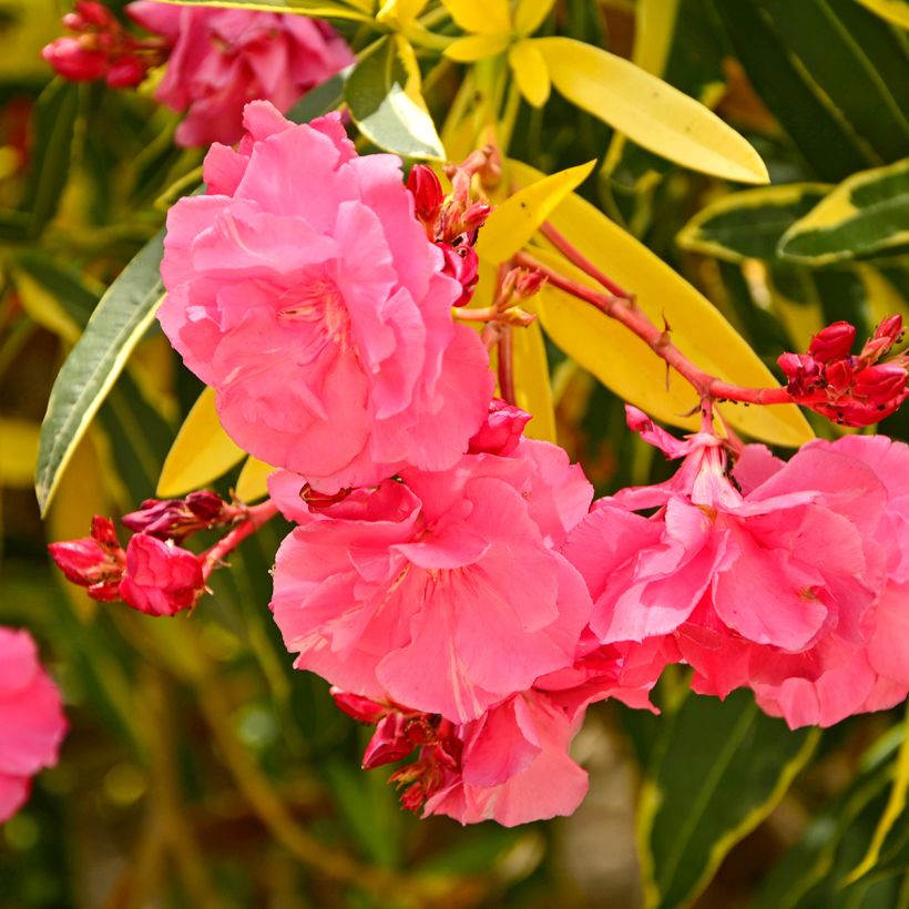 Nerium oleander Variegata - Rozenlaurier (Flowering)