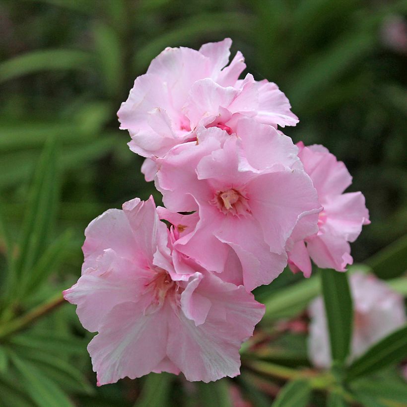 Nerium oleander Roseum Plenum - Rozenlaurier (Flowering)