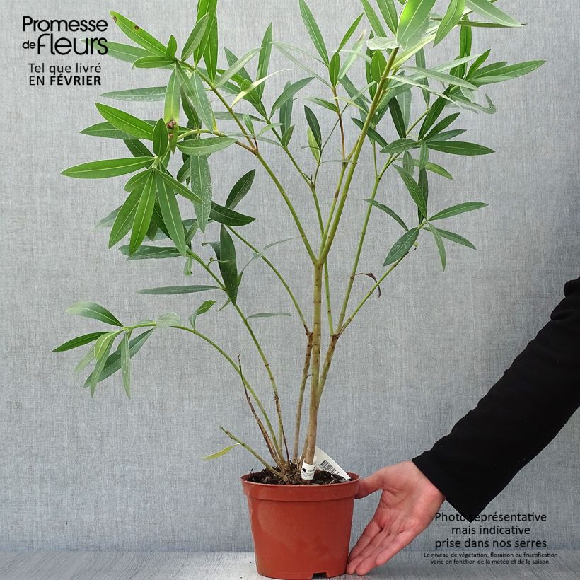 Exemplaar van Nerium oleander Roseum Plenum - Rozenlaurier Pot van 2 l/3 l, Struik zoals geleverd in de herfst