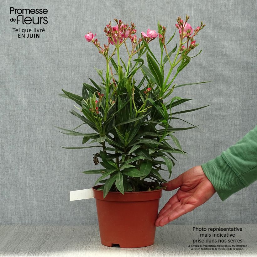Exemplaar van Nerium oleander Roseum Plenum - Rozenlaurier Pot van 2 l/3 l, Struik zoals geleverd in de zomer
