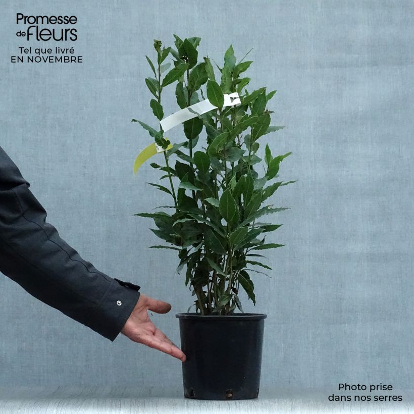 Exemplaar van Echte laurier - Laurus nobilis Pot van 2 l/3 l zoals geleverd in de herfst