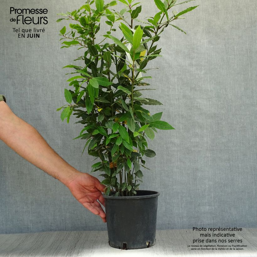 Exemplaar van Echte laurier - Laurus nobilis Pot van 2 l/3 l zoals geleverd in de zomer