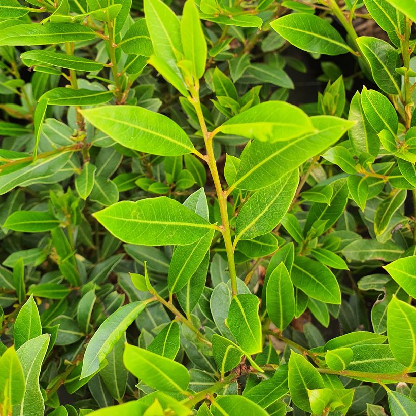 Laurus nobilis Little Laura - Laurier (Blad)