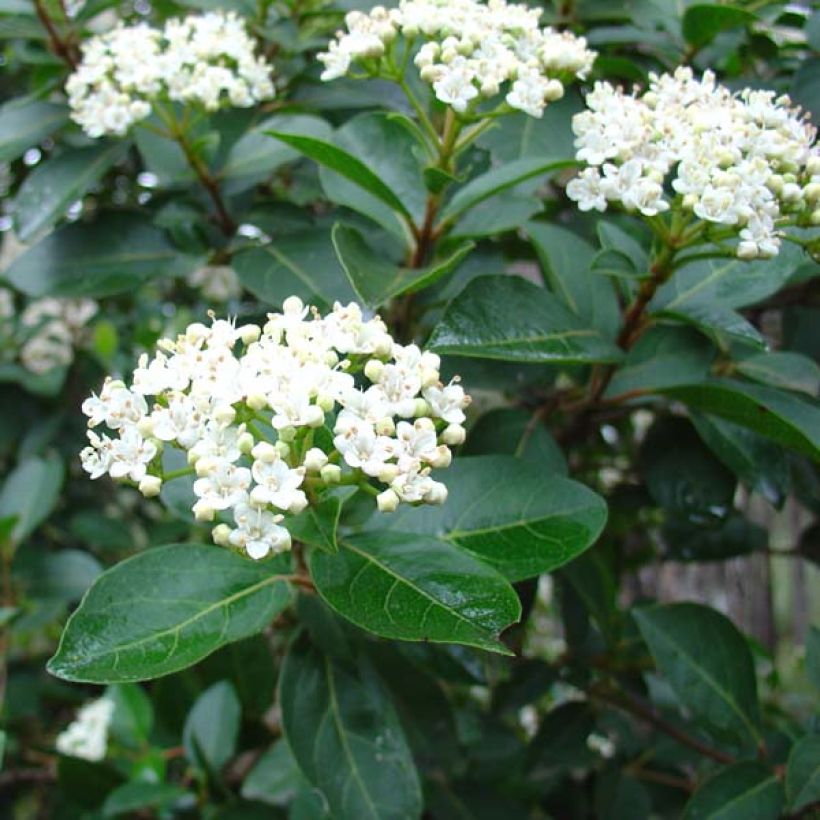 Viburnum tinus - Lauriersneeuwbal (Flowering)