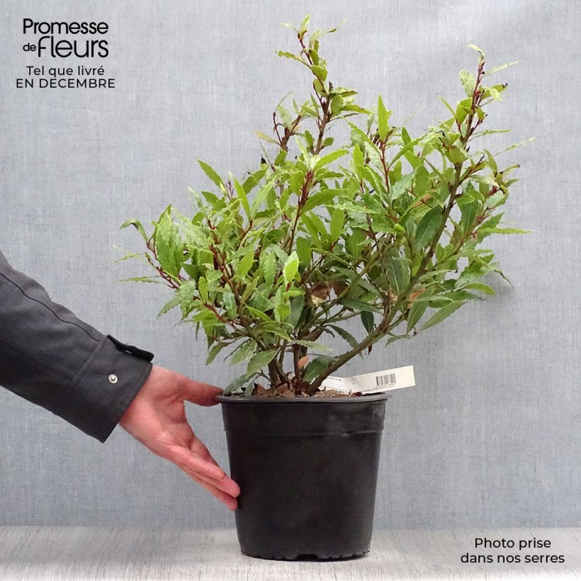 Example of Laurus nobilis Little Ragu - Laurier Pot van 4 l/5 l as you get in hiver