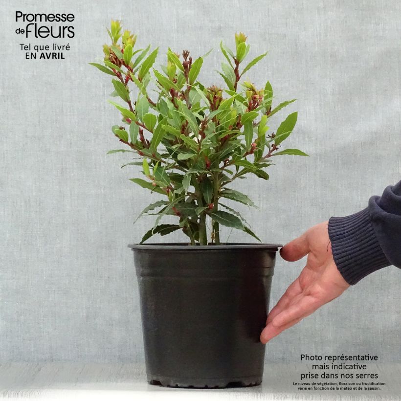 Exemplaar van Laurus nobilis Little Ragu - Laurier Pot van 4 l/5 l zoals geleverd in de lente