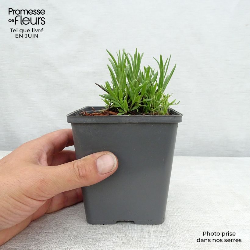 Exemplaar van Lavandula angustifolia Arctic Snow - Echte lavendel Kweekpotje van 8/9 cm zoals geleverd in de zomer